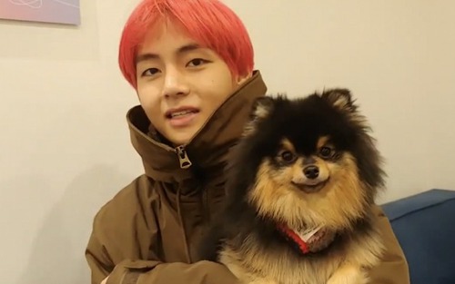 Fan phát hiện V BTS có khả năng đặc biệt giống chú cún Yeontan của anh