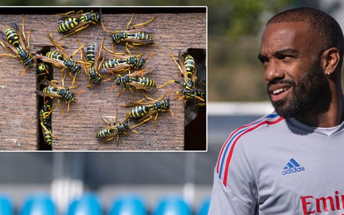 Lacazette lỡ trận ra mắt đội bóng mới vì lý do kỳ lạ