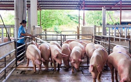 Giá lợn hơi đang tăng lên từng ngày