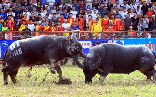 Chọi trâu Đồ Sơn năm 2018: Những cú hổ lao, móc hàm, cáng sừng khủng khiếp trong sới chọi