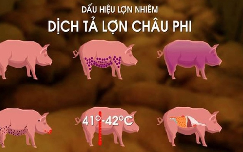 CẬP NHẬT Tình hình dịch tả lợn châu Phi mới nhất