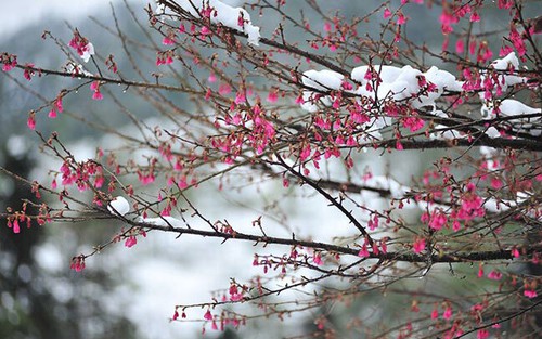 Miền Bắc bắt đầu đợt rét đậm, rét hại cường độ mạnh