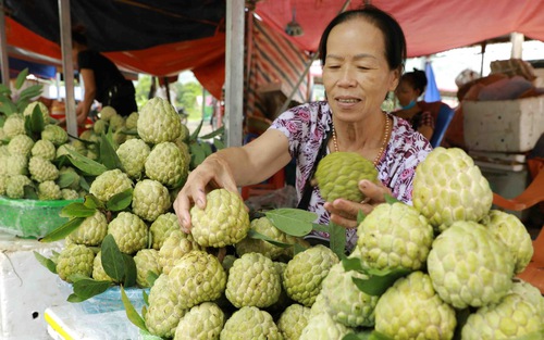 Mùa thu hoạch thăm thủ phủ na Chi Lăng, Lạng Sơn