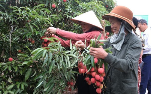 Hải Phòng ước thu khoảng 1.750 tỷ đồng từ vụ vải thiều năm 2025