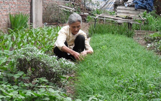 Nguyễn Thị Quế - Bà lang còn lại của làng thuốc Đại Yên