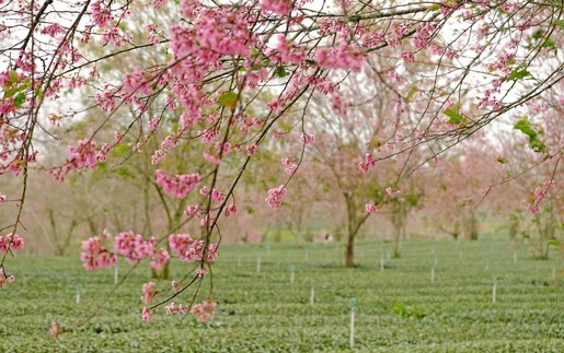 Mai anh đào nở sớm trước Tết thu hút du khách đến với Đà Lạt