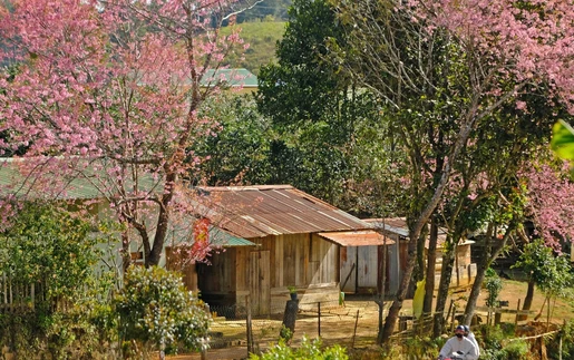 Mai anh đào khoe sắc trên buôn làng người K’Ho ở Lâm Đồng