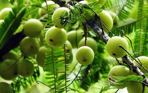 Ngẫm ngợi cuối tuần: Phận của mỗi loài cây