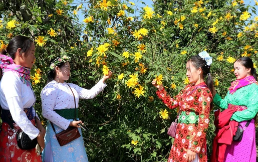 Lễ hội hoa Dã quỳ lần thứ nhất với chủ đề “Kết nối sắc vàng - Lan tỏa yêu thương”