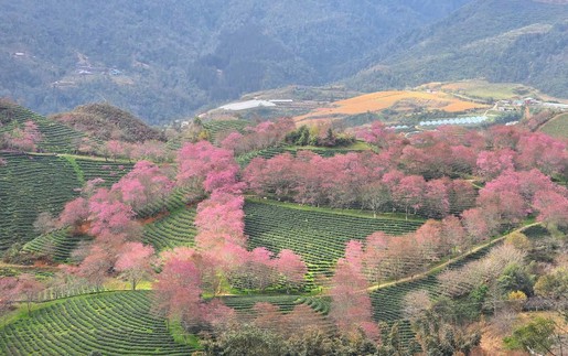 Sa Pa vào mùa mai anh đào khoe sắc
