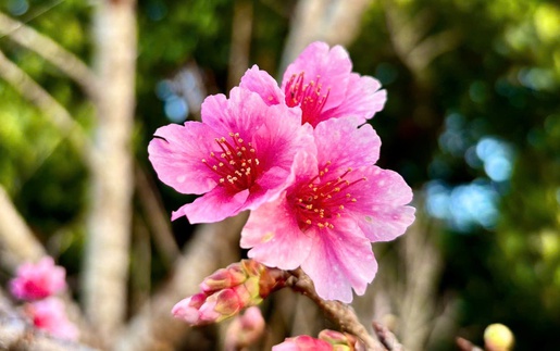 Hoa anh đào nở sớm - "Đại sứ" du lịch mới của mảnh đất Điện Biên