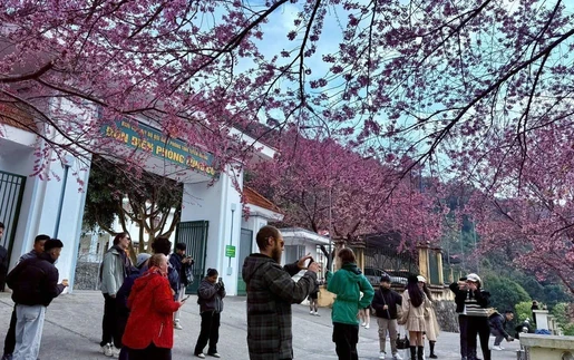 Chuẩn bị đón Lễ hội hoa Mai Anh Đào nơi cực Bắc Tổ quốc Lũng Cú