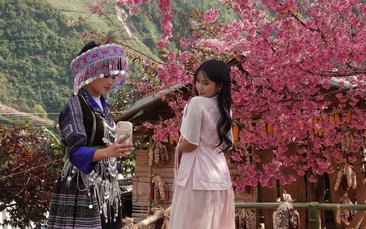 Lung linh sắc hoa Tớ Dày ở vùng cao Mù Cang Chải