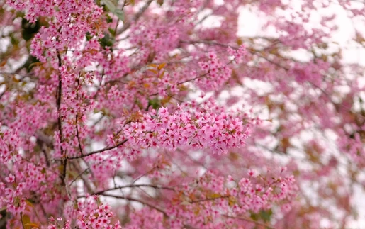 Mùa mai anh đào Đà Lạt "vẫy gọi" du khách