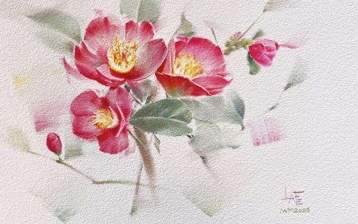 Cây trà cổ hơn 600 tuổi nhưng không uống được