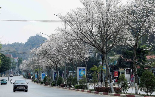 Sơn La - mùa hoa ban nở