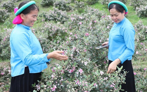 Độc đáo, đặc sắc Lễ hội Hoa sim biên giới 2025