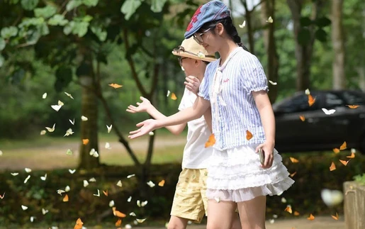 Mùa bướm ở Vườn quốc gia Cúc Phương "níu chân" du khách