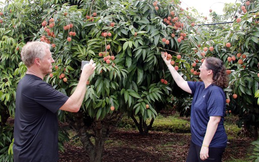 Chương trình du lịch 'Vải thiều Lục Ngạn - Tinh hoa trái cây Việt'