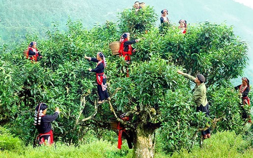 Du lịch 'chạm – học – thưởng' với trà Shan Tuyết cổ thụ Hà Giang