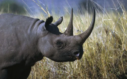 Namibia xây dựng khu bảo tồn tê giác đen lớn nhất thế giới
