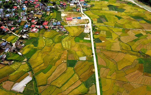 Mùa vàng ở Ngọc Chiến, Sơn La