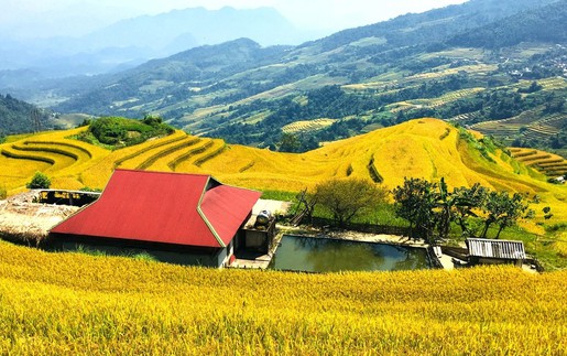 Xà Phìn - hòa mình trong sắc vàng, đắm say hồn rêu xanh