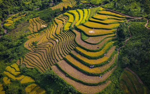 Mùa vàng óng ánh trên cánh đồng bậc thang Huổi Thanh