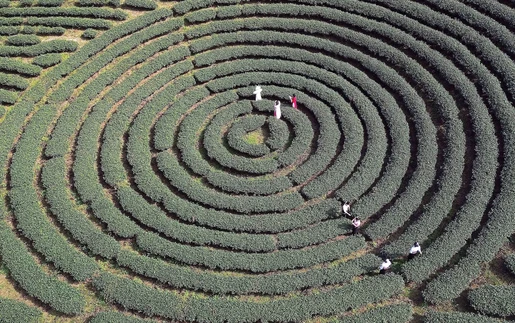 Vẻ đẹp thơ mộng trên những nương chè xanh mướt ở Sơn La