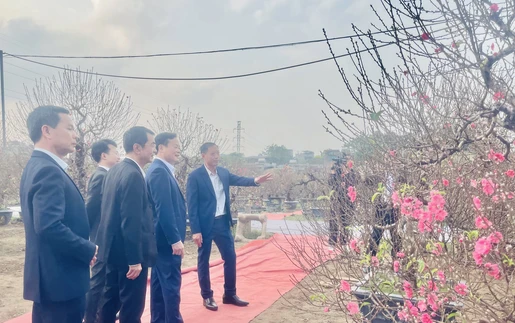 Hoa đào khoe sắc tại Lễ hội “Đào Nhật Tân - sắc xuân Hồng Hà”