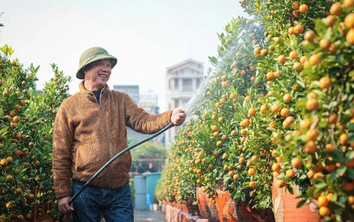 Quất cảnh Tứ Liên: "di sản" xanh của Tết Việt