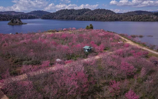 Anh đào nở rộ trên đảo hoa Pá Khoang, Điện Biên