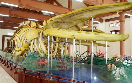 Cần khắc phục phần hư hỏng ở bộ xương Cá Ông Lăng Tân, Lý Sơn