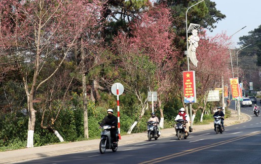 Ra mắt không gian thưởng lãm hoa mai anh đào trên trục di sản của Đà Lạt