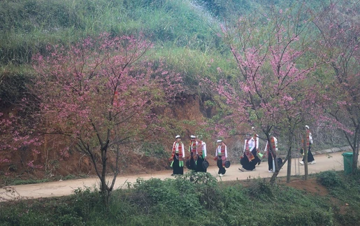 Mùa hoa anh đào xóm Mừng - điểm hẹn du lịch gắn với bảo tồn văn hóa Mường