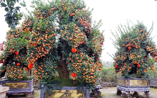 Nông dân Hưng Yên làm giàu từ nghề trồng hoa, cây cảnh