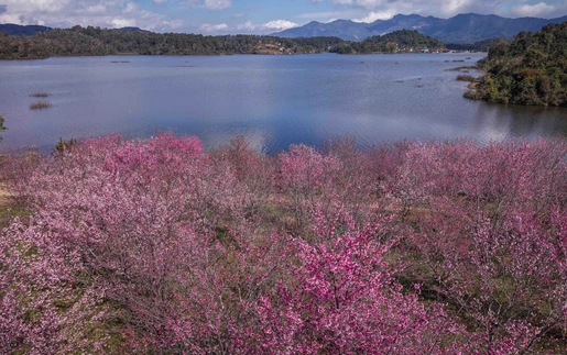 Sắc xuân bừng sáng trên đảo hoa anh đào Pá Khoang, Điện Biên