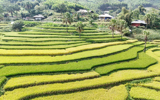 Thái Nguyên: Mùa vàng trên Bản Tèn