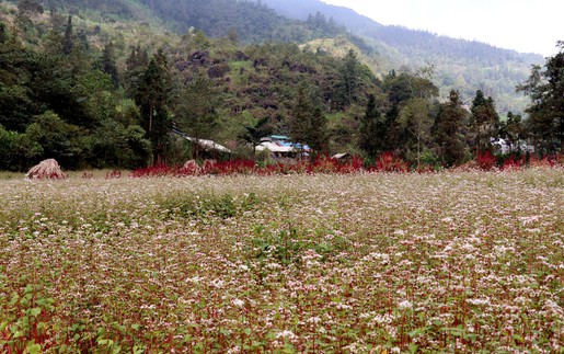 Sắc hoa tam giác mạch níu chân du khách trên Cao nguyên đá
