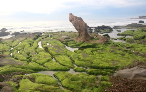 Mùa rêu xanh ở bãi biển Cổ Thạch