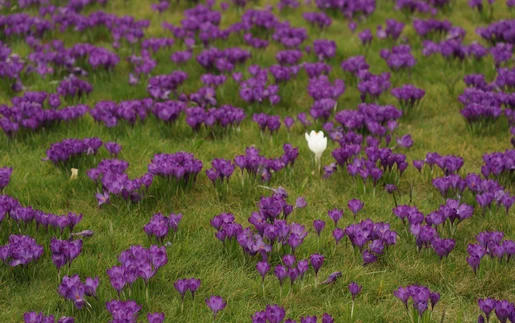 Hoa xuân nở rộ trong khoảnh khắc giao mùa tại London