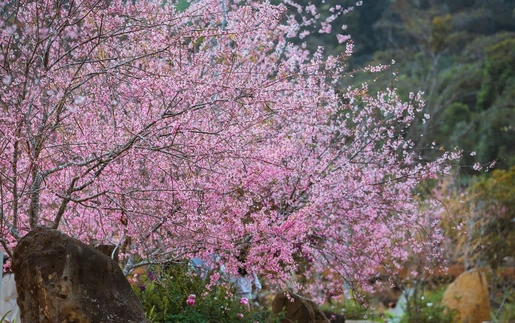 Mai Anh Đào nở rộ tại Măng Đen