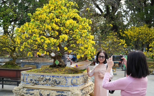 Ngày hội Hoàng mai cố đô Huế cuốn hút khách tham quan