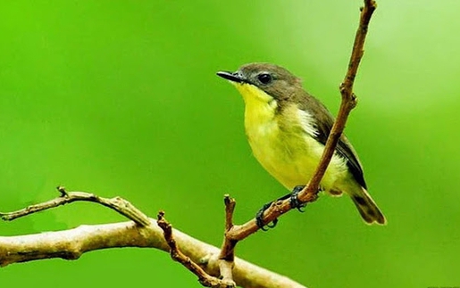 Chữ và nghĩa: "Ba mươi sáu thứ chim"