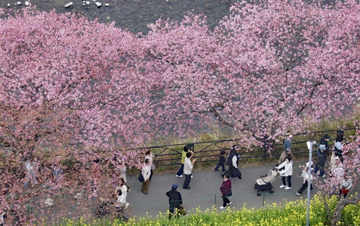 Mùa hoa anh đào chính thức bắt đầu tại "đất nước Mặt Trời mọc"