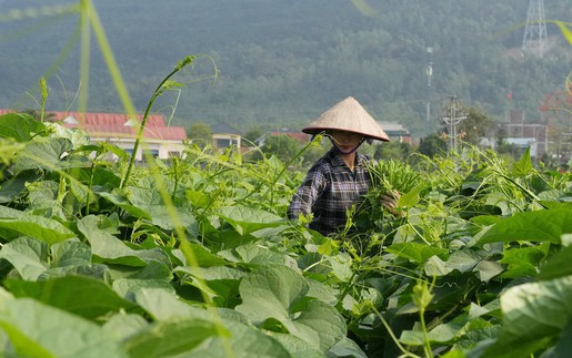  Phát triển su su Tam Đảo thành nông sản thế mạnh