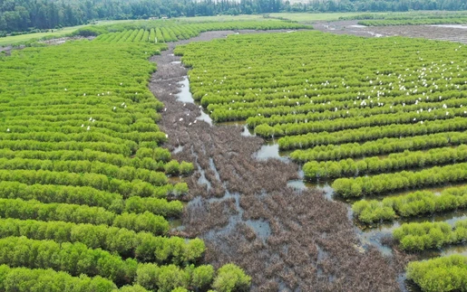 Quảng Ngãi: Rừng ngập mặn Bàu Cá Cái - “lá phổi xanh” hoang sơ hấp dẫn
