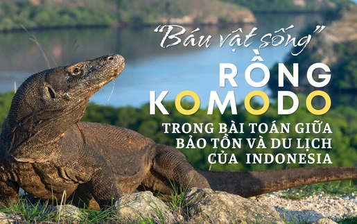 "Báu vật sống" Rồng Komodo trong bài toán giữa bảo tồn và du lịch của Indonesia