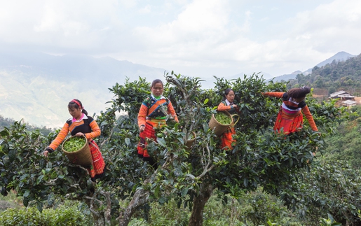 Khơi dòng "Kinh tế di sản" từ cây chè cổ thụ Việt Nam