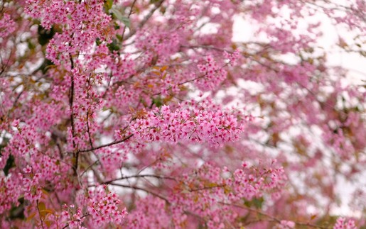 Giải pháp thu hút khách du lịch trong thời gian sân bay Liên Khương tạm dừng